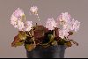 <em>Shortia uniflora</em> 'Precepts'